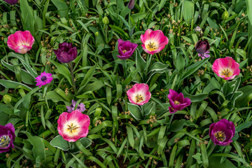 Fototapeta premium Netherlands,Lisse, HIGH ANGLE VIEW OF PINK FLOWERING PLANTS