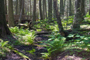 Obraz premium forest path