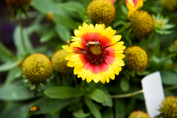 yellow flowers in the garden