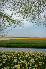 Netherlands,Lisse, a yellow flower in front of a body of water