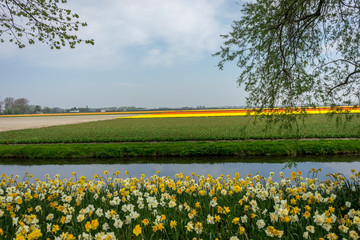 Obraz premium Netherlands,Lisse, a yellow flower in a body of water