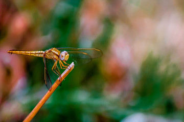 dragonfly on blade of grass