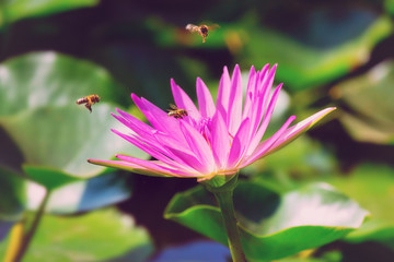 Bees circling over pink waterlily in the pond