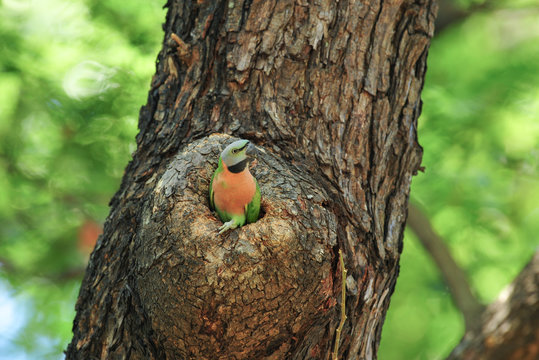 Red-breasted parakeet