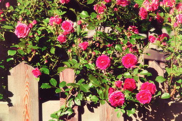 Bush of pink roses, summertime floral background