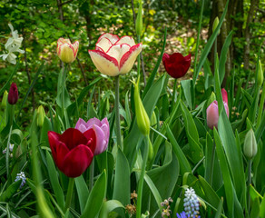 Netherlands,Lisse, a red flower with green leaves