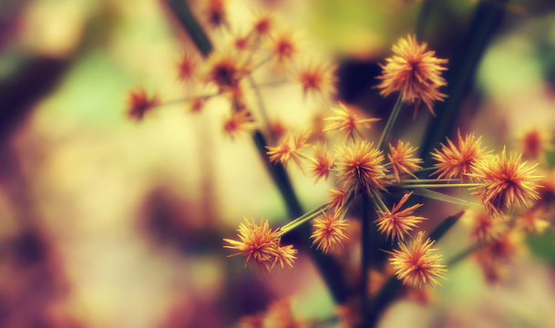 grass flower vintage filter effect   abstract spring nature ,relax wallpaper  background