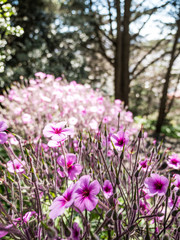 Field of pink or purple blooming wild flowers with trees in background with beautiful blurred bokeh backdrop in San Francisco California.