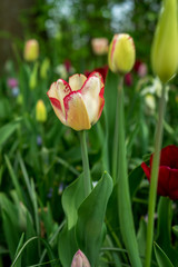 Netherlands,Lisse, CLOSE-UP OF RED TULIP FLOWER