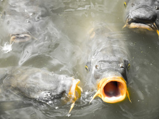Close up of a large carp as it surfaces and gulps water and air in the murky waters of the Grand...
