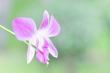 Close up of single purple orchid on blur abstract green garden background.