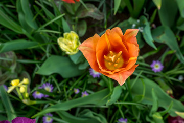 Obraz na płótnie Canvas Netherlands,Lisse, a close up of a flower