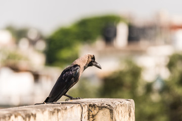 House crow perched