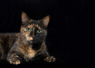 Portrait of a black and orange tortoiseshell tortie torbie tabby with green eyes on black background looking at viewer. Copy space on dark formal halloween style background. Horizontal presentation