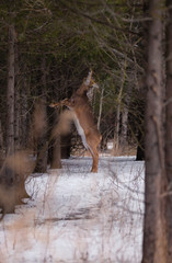 A White Tailed Deer stands on its hind legs to eat