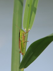 イナゴ　Locust