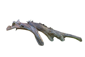 Dead space trunk on a white background