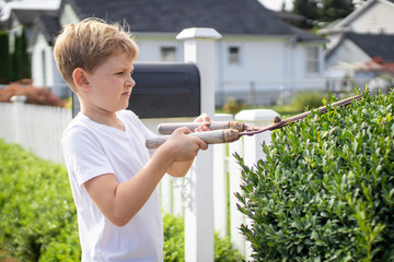 boy pruning a boxwood hedge in the summer