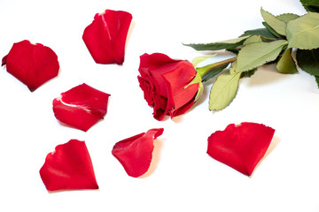 Rose with petals
