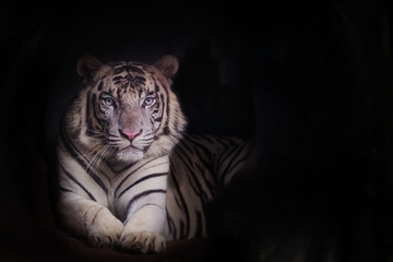 The white tiger is a pigmentation variant of the Bengal tiger and copy space for text.