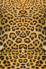 leopard and ocelot skin texture background