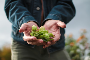 Naklejka na ściany i meble man holding fresh hops in his hands for brewing