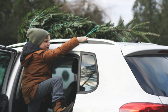 Boy Tying A Christmas Tree On The Roof Of A Car