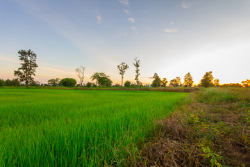 Green rice field at sunset time