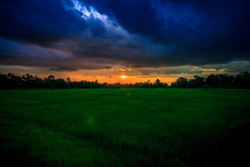 Naklejka na ściany i meble Green rice field on cloudy day at sunset time
