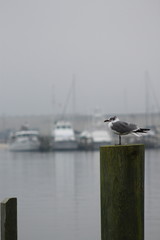 Seagull on the Pier