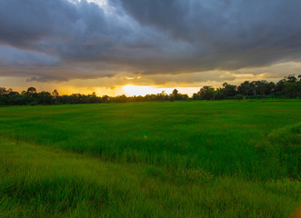 Obraz premium Green rice field on cloudy day at sunset time