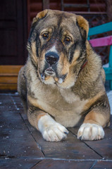 The obedient dog executes the command and waits for a reward.
