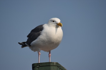 Gaviota