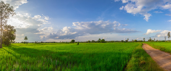 Panorama Green rice field at sunset