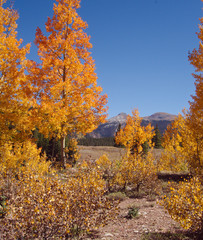 Autumn in the San Juans