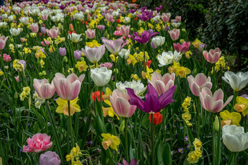 Netherlands,Lisse, CLOSE-UP OF PINK TULIPS ON FIELD