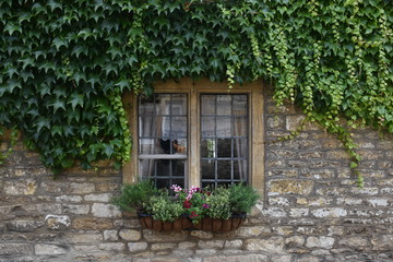 Fototapeta na wymiar The window is covered with green plants