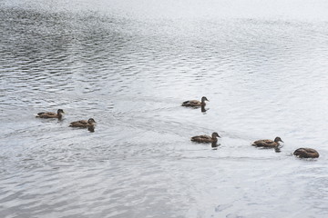Ducks swim freely in the river