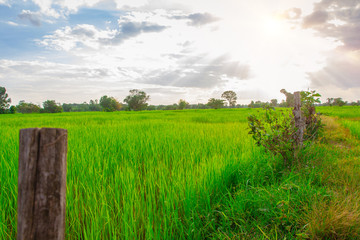 Obraz premium Green rice field at sunset time