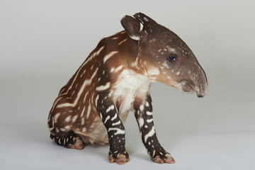 Young tapir animal - obrazy, fototapety, plakaty
