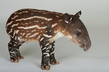 Cute one tapir baby