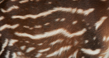 Pattern of tapir fur