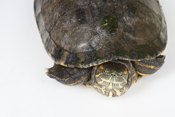 Obraz premium Turtle in shell
