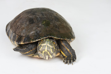 Slowly walking turtle 