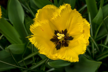Netherlands,Lisse, CLOSE-UP OF YELLOW FLOWERING PLANT