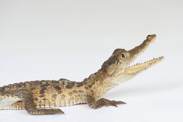 Naklejka premium Crocodile with open jaw