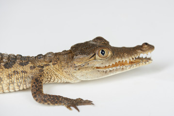 Close up of alligator head