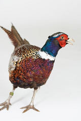 Ring-necked pheasant
