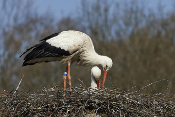 White stork (Ciconia ciconia)