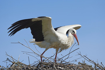 White stork (Ciconia ciconia)